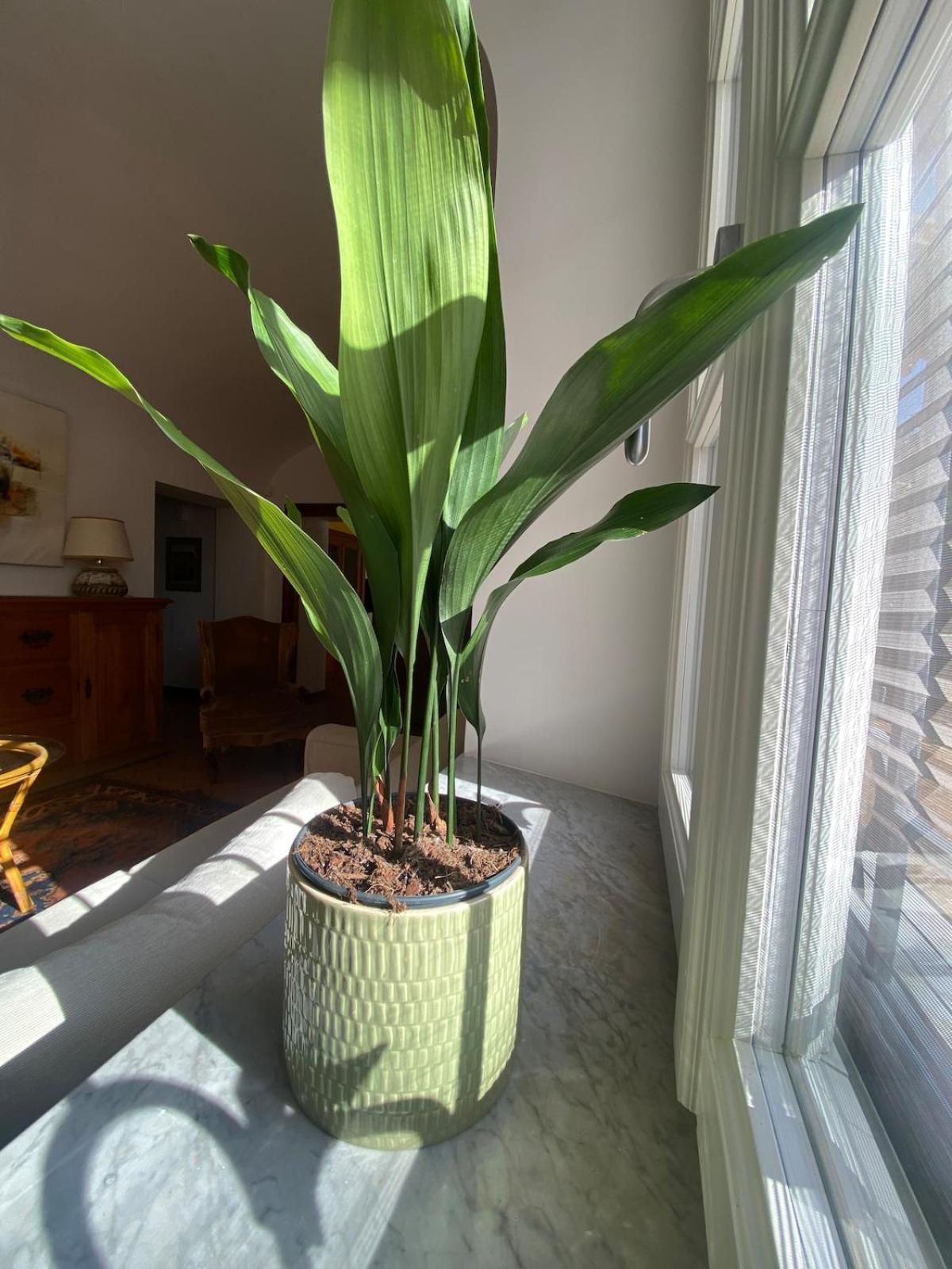 Apartment Garden *