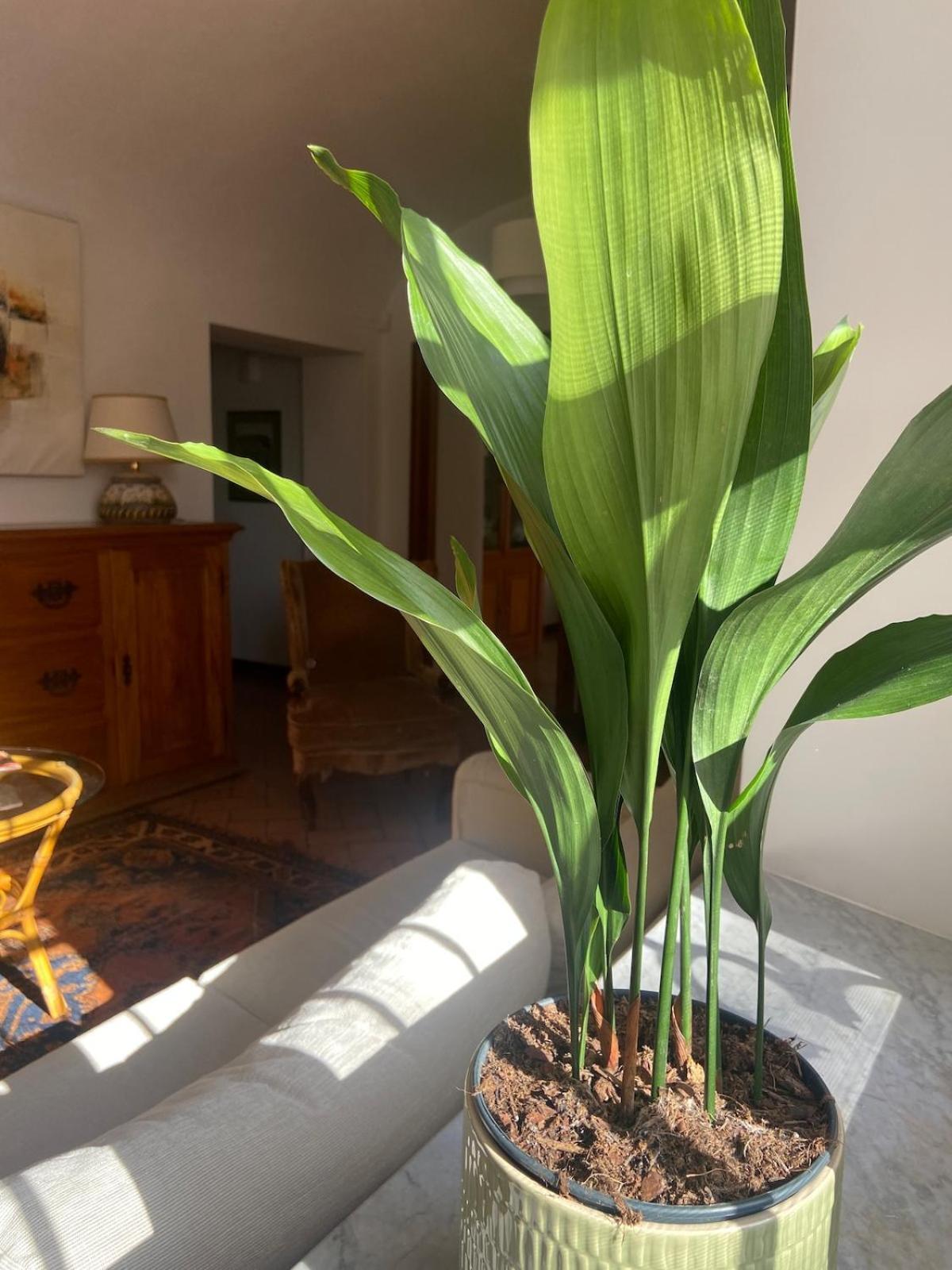 Garden Apartment Rom